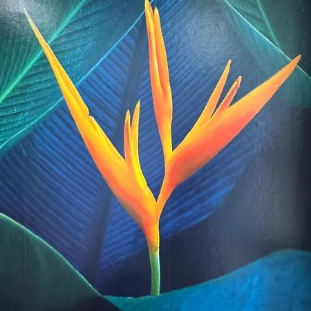 L'oiseau Du Paradis - Terrasse Privee, Parking, Wifi Rapide, Arrivee Autonome, Entre Gare Et Centre-ville, Rez-de-chaussee Apartment *