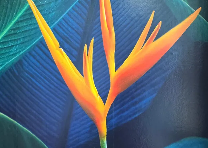 L'oiseau Du Paradis - Terrasse Privee, Parking, Wifi Rapide, Arrivee Autonome, Entre Gare Et Centre-ville, Rez-de-chaussee 公寓 *